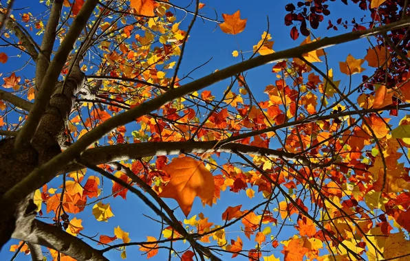 Осень, небо, листья, природа, дерево, ветви, Nature, sky