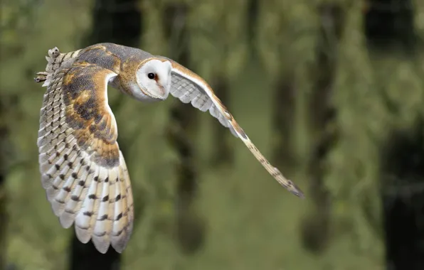 Природа, птица, Barn Owl