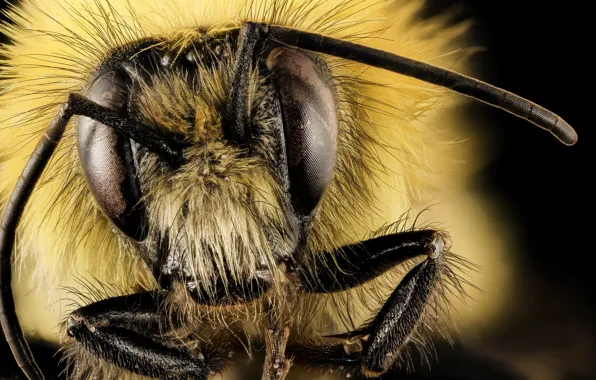 Eyes, insect, antennae, Bombus