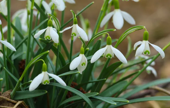 Flower, spring, snowdrops, blooming