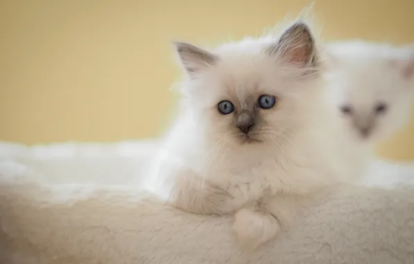 Белый, взгляд, поза, котенок, фон, малыш, мордочка, котята