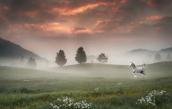 Поле, пейзаж, туман, конь, лошадь, утро, morning, полевые цветы
