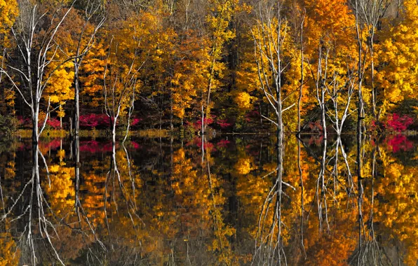Картинка осень, деревья, озеро, отражение