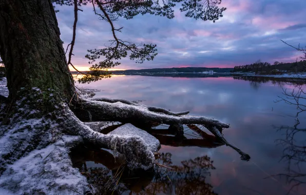 Картинка снег, корни, озеро, дерево, спокойствие, winter is coming, зима близко