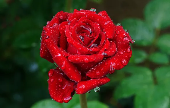 Цветок, листья, капли, зеленый, капельки, фон, роза, красота
