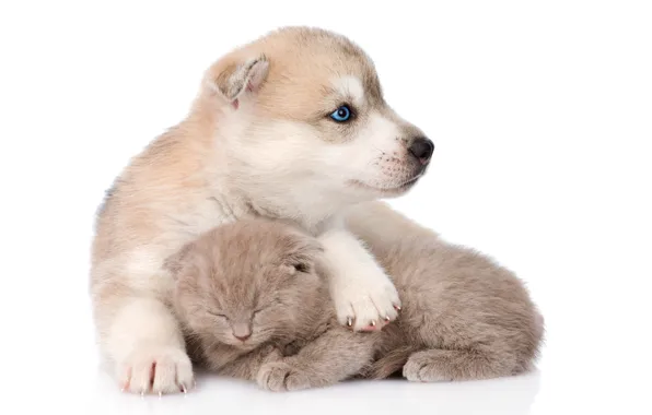 Котенок, пушистый, спит, щенок, друзья, хаски, husky, scottish kitten