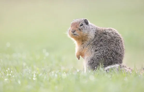 Картинка поле, лето, трава, взгляд, поза, фон, поляна, луг