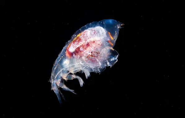 Море, вода, макро, свечение, глубина, черный фон, подводный мир, под водой