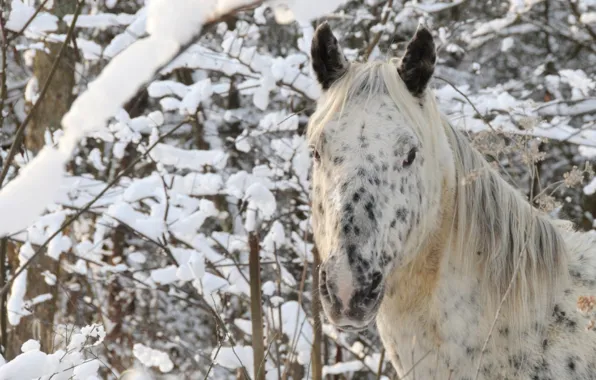 Картинка animal, horse, native american, nez perce, appaloosa
