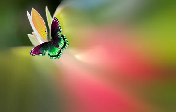 Цветок, бабочка, краски, красивая, яркая, пестрая, Josep Sumalla
