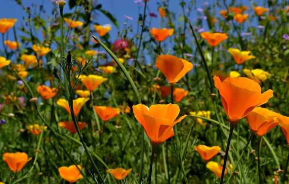 Картинка цветы, природа, желтые, оранжевые, эштольция калифорнийская