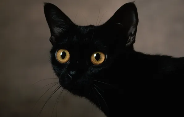 Кошка, взгляд, чёрная