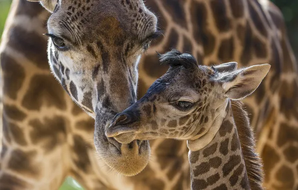 Жирафы, забота, детеныш, мама