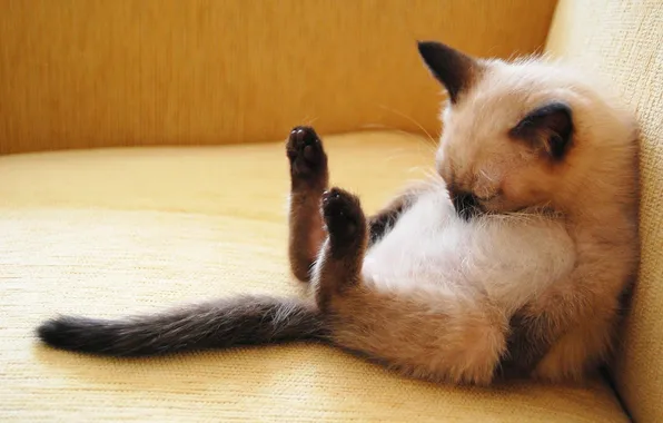 Картинка поза, спит, Сиамский котенок