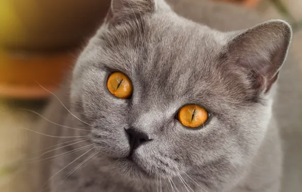 Кошка, кот, взгляд, поза, серый, портрет, мордашка, британский