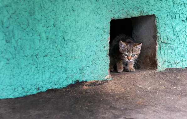 Кошка, дом, котенок, стена, подвал, отдушина