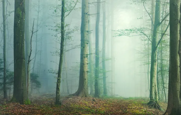 Лес, деревья, туман, фото