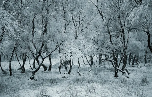 Картинка деревья, снег, лес, зима