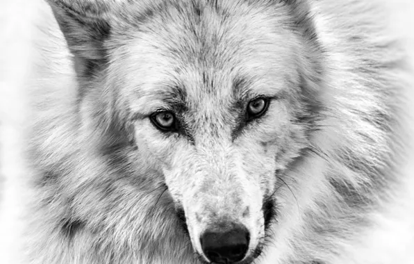 Картинка nature, predator, animal, wolf, wildlife, portrait, portrait., Canis lupus. face