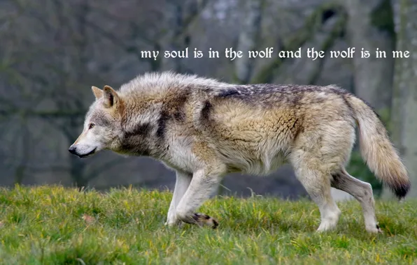 Картинка nature, predator, animal, wolf, wildlife, quote, portrait., Canis lupus. face • wolf • portrait • …
