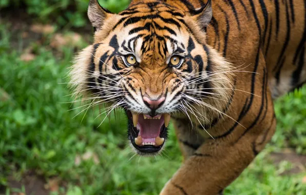 Картинка Tiger, looking, teeth, grunting