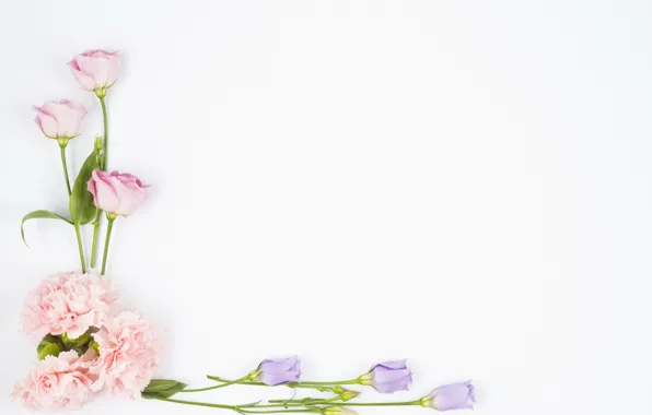 Картинка цветы, бутоны, fresh, pink, flowers, violet, эустома, eustoma