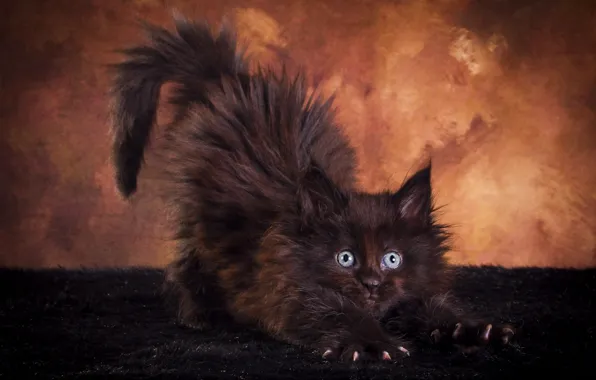 Кошка, взгляд, поза, темный фон, котенок, черный, пушистый, мордочка