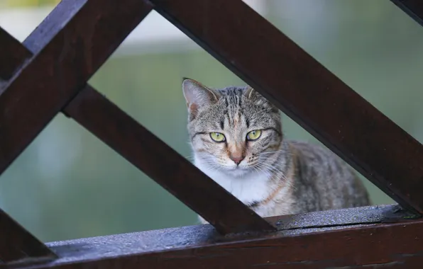 Кошка, кот, взгляд, поза, мордашка