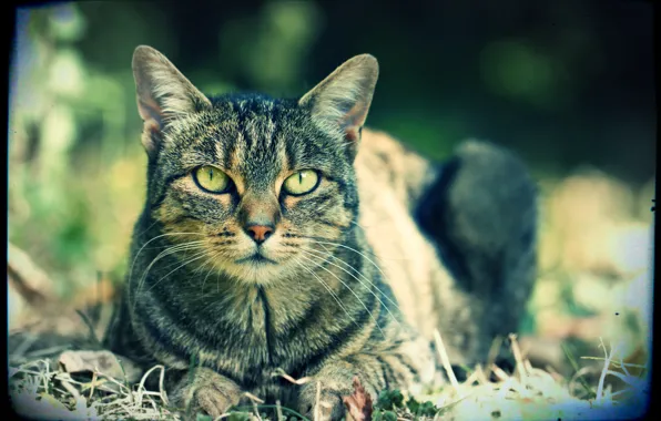 Картинка глаза, кот, природа