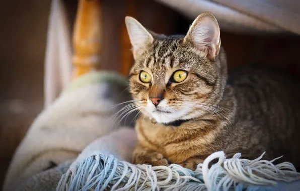 Картинка кошка, кот, взгляд, портрет, шарф, котёнок