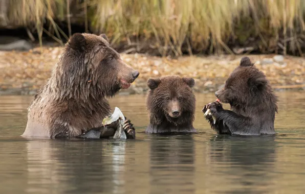 Вода, река, медвежата, обед, медведица, удачная рыбалка