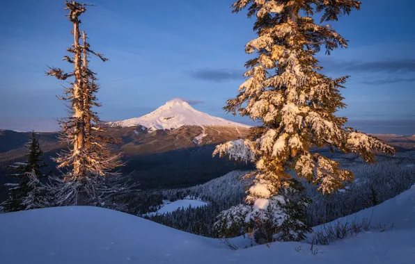 Картинка зима, снег, деревья, гора, Орегон, Oregon, Mount Hood, Каскадные горы