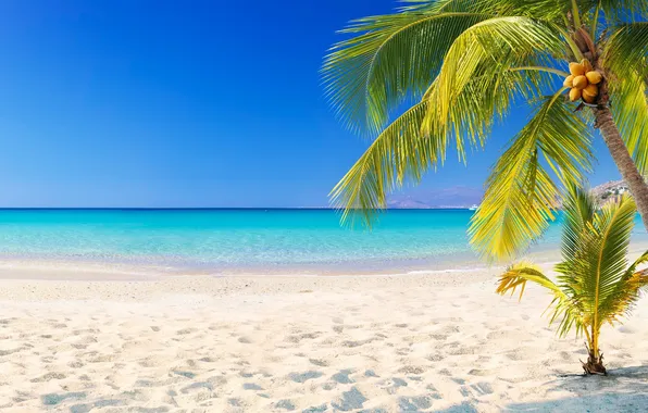Песок, море, пляж, лето, небо, пальмы, summer, beach