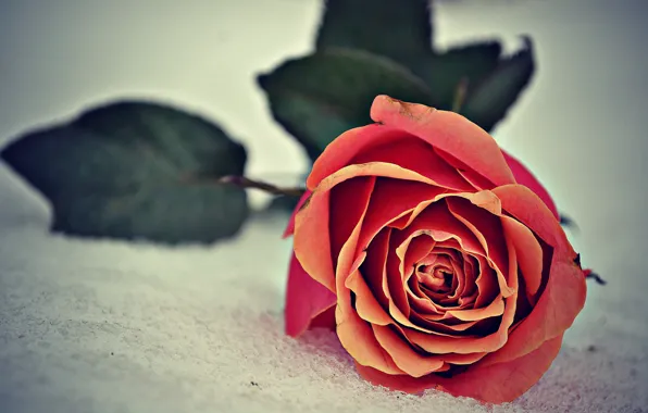 Роза, Снег, Rose, Snow, Боке, Bokeh