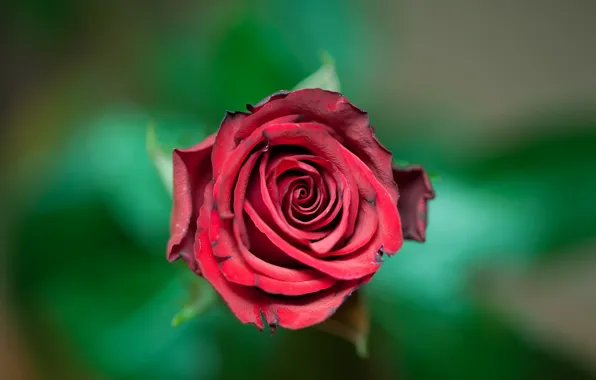 Цветок, природа, роза