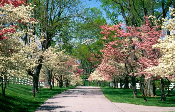 Картинка парк, весна, аллея, цветение