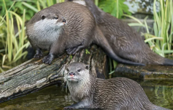 Картинка бревно, водоём, ©Tambako The Jaguar, выдры