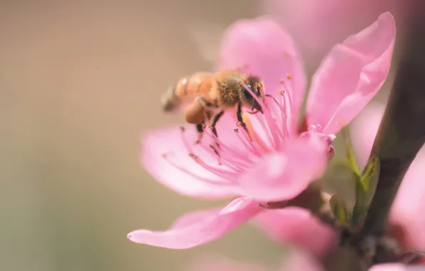 Картинка цветок, макро, пчела, розовый, ветка, лепестки, сакура, насекомое