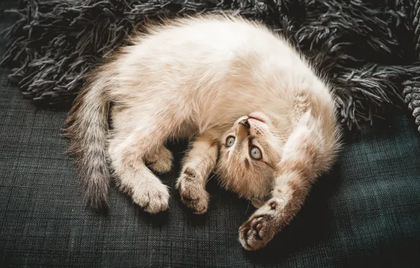 Кошка, кот, взгляд, поза, диван, лапки, лежит, мех