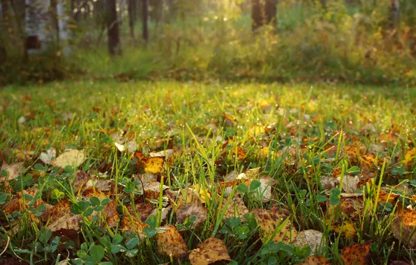 Картинка осень, трава, листья, капли, природа, роса, растения, солнечные лучи