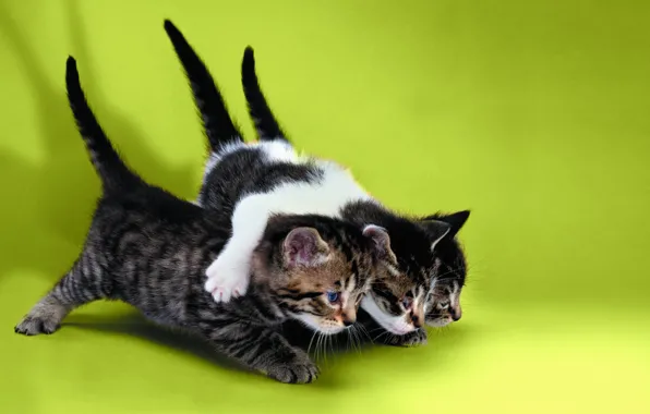 Картинка Кошки, котята, три котенка