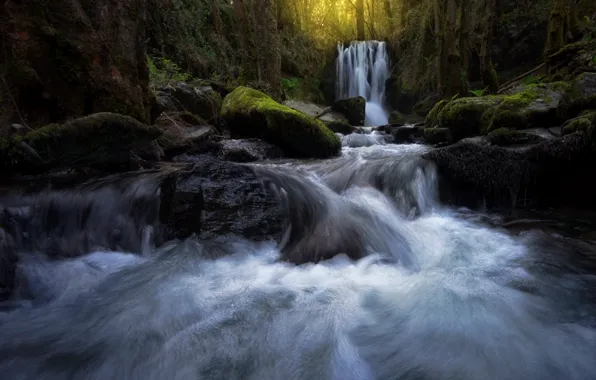 Лес, природа, река