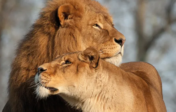 Картинка любовь, кошки, лев, львица