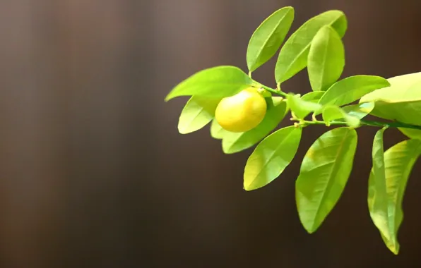 Зелень, тепло, лимон, минимализм, lemon, портретник