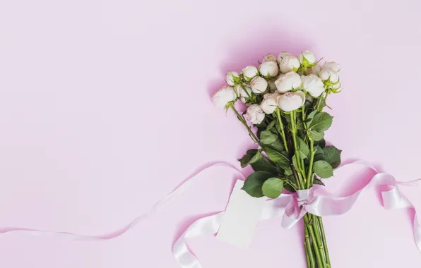 Фон, розовый, розы, букет, лента, pink, roses, bouguet