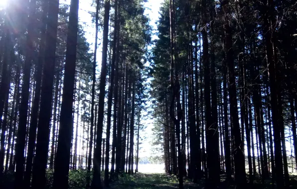 Дерево, Весна, Озеро, Деревья, Лес
