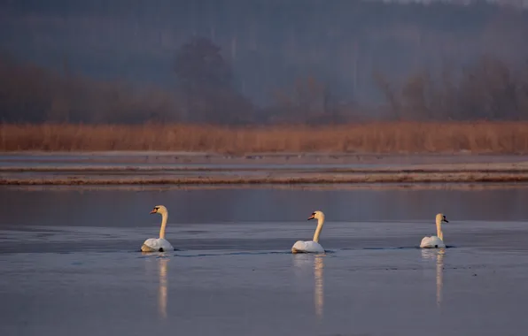 Картинка птицы, река, весна, лебеди