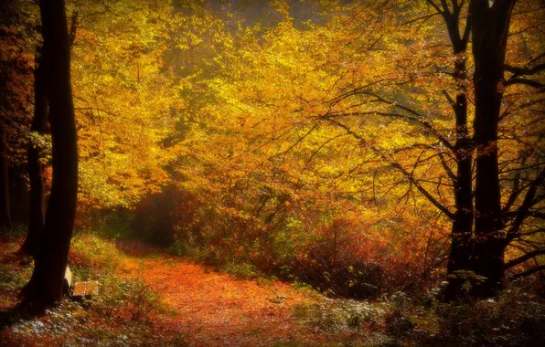 Картинка осень, краски, листва, дорожка, лавка