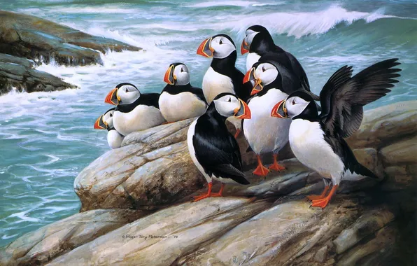 Картинка море, птицы, камни, арт, Puffins, тупики, Roger Tory Peterson