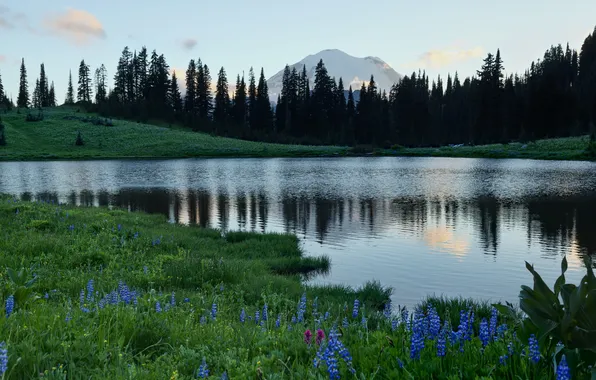 Картинка деревья, цветы, гора, Washington, Mount Rainier National Park, Mount Rainier, Tipsoo Lake, вулкан Рейнир